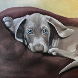 Portrait of Willow the Weimaraner puppy - by Artist Mark Ward at ArtyMarks Art