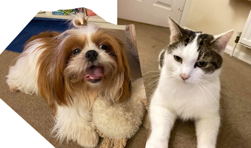 Ref for the Portrait of Charlie and Smudgie for the Dakins - by Artist Mark Ward at ArtyMarks Art