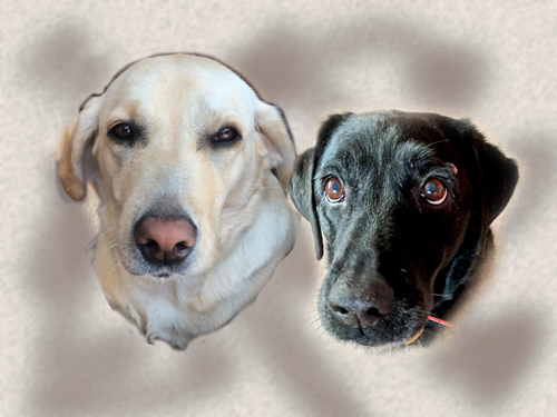 Reference for a Portrait of Ginny and Ruby - by Artist Mark Ward at ArtyMarks Art
