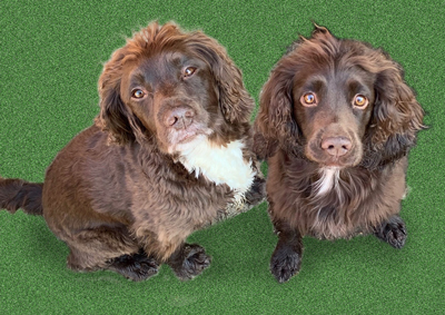Reference for a portrait of Rolo & Ivy by Artist Mark Ward at ArtyMarks Art