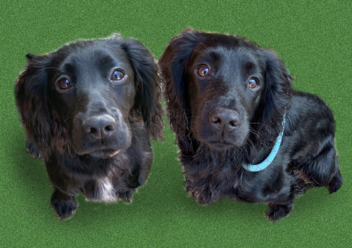 Reference for a portrait of Teasel and Bruce by Artist Mark Ward at ArtyMarks Art