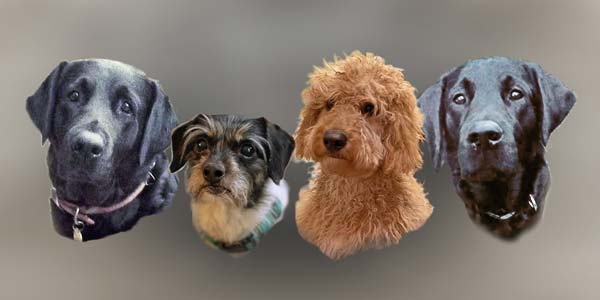 Reference image for Portrait of four dogs, Misha, Flo, Peggy and Salem by Artist Mark Ward at ArtyMarks Art