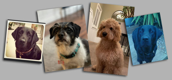 Reference image for Portrait of four dogs, Misha, Flo, Peggy and Salem by Artist Mark Ward at ArtyMarks Art