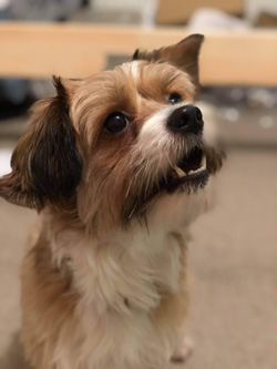 Reference pic for Harvey - A dog portrait by Mark Ward at ArtyMarks Art