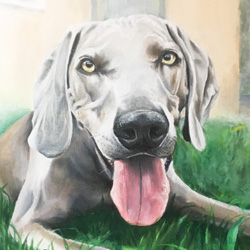 Nancy The Weimaraner - A dog portrait by Mark Ward at ArtyMarks Art
