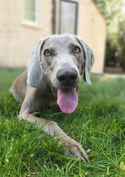 Nancy The Weimaraner - Ref image for a dog portrait by Mark Ward at ArtyMarks Art