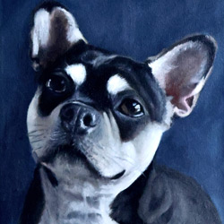 Portrait of Coco the French Bulldog. Portrait by Mark Ward at Mark Ward Portraits