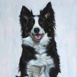 Portrait of a Collie Sitting. Portrait by Mark Ward at Mark Ward Portraits
