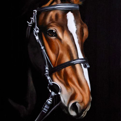 'Grace' - Portrait of a Horse. Portrait by Mark Ward at Mark Ward Portraits