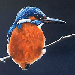 Portrait of a Kingfisher. Part of the English Bird Series of 4. Portrait by Mark Ward at Mark Ward Portraits