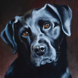 Portrait of a Black Labrador. Portrait by Mark Ward at Mark Ward Portraits