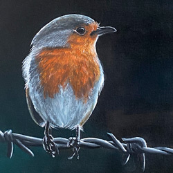 Portrait of a Robin Redbreast. Part of the English Bird Series of 4. Portrait by Mark Ward at Mark Ward Portraits